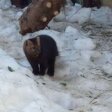 В Пермском зоопарке поселился баргузинский соболь из Байкальского заповедника