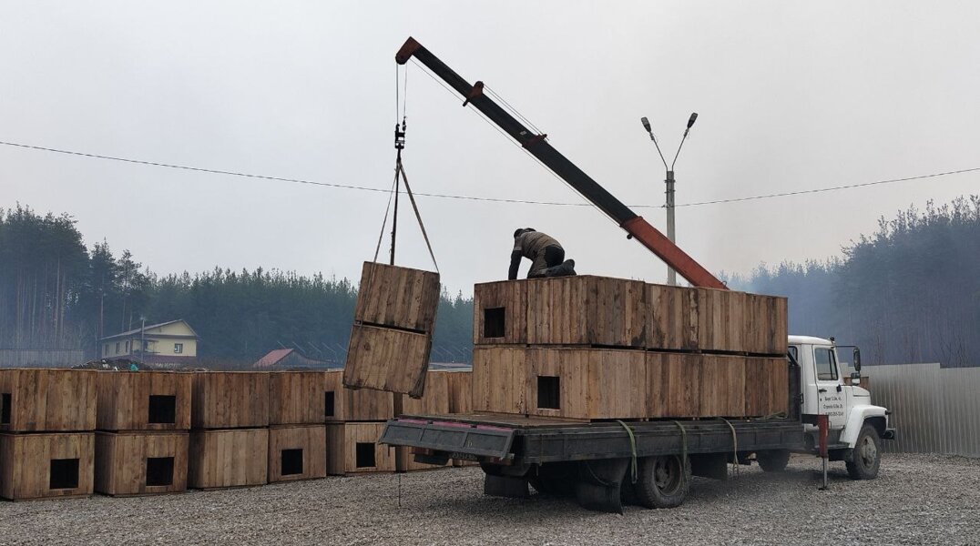 приют для собак