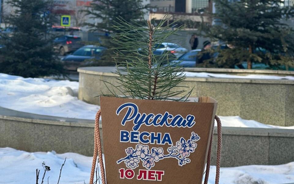 Саженец Крымской сосны высадят в Перми