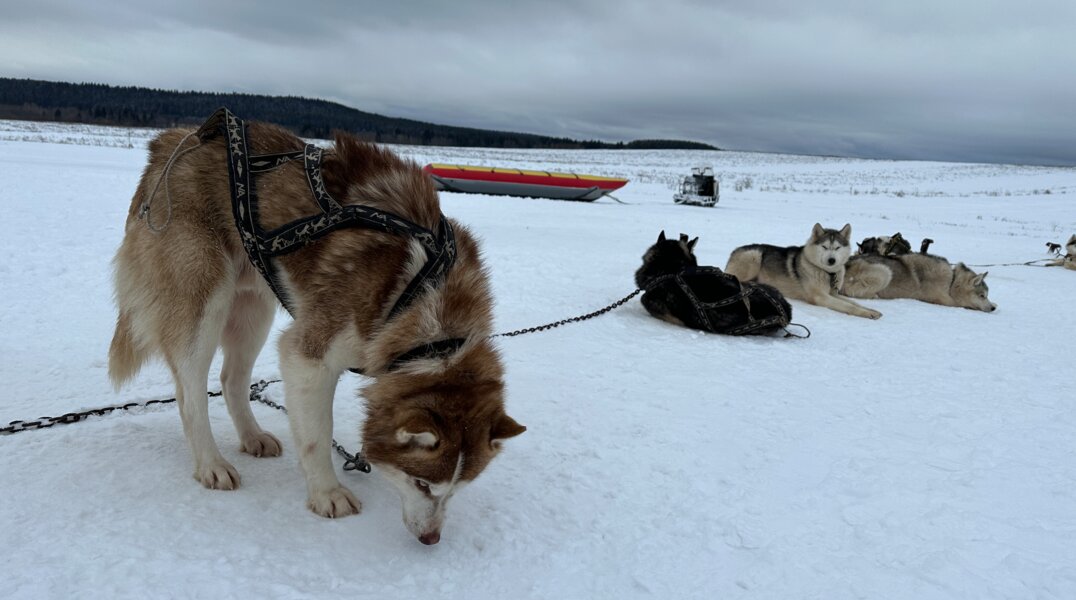 Пермячка бросалась под колеса автомобилей, чтобы спастись от своры собак