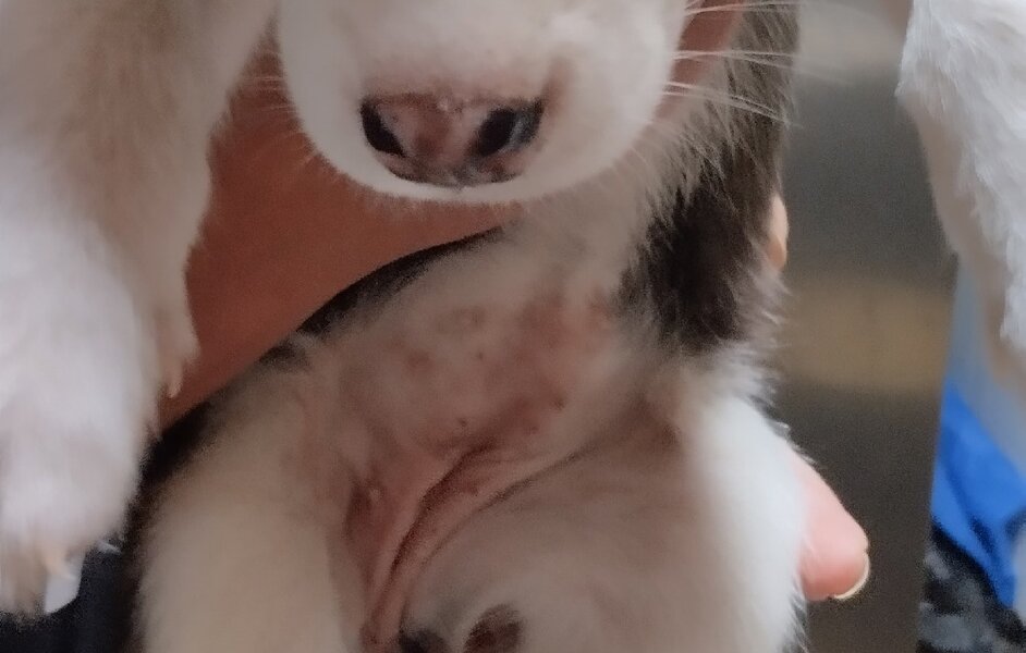 В Березниках живодеры завернули щенка в пакет и выбросили