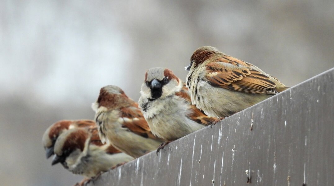 В центре Перми исчезли домовые воробьи