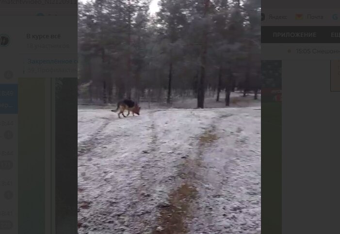 Глава Красновишерского округа показал снег в сосновом бору