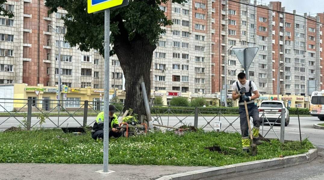 столетний дуб