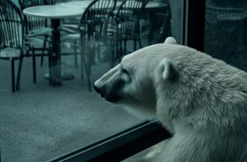 В новом пермском зоопарке появится кафе с видом на плавающих полярных медведей