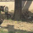 В Пермском зоопарке у гиеновидных собак родилось пятеро щенков