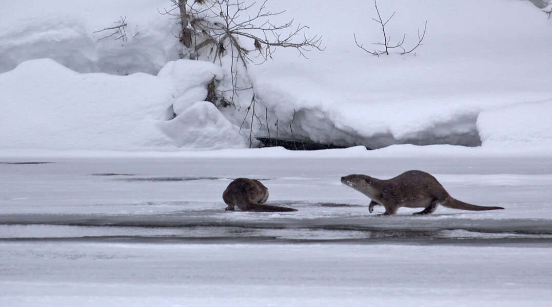 В заповеднике Прикамья запечатлели редкое явление — скопление выдр