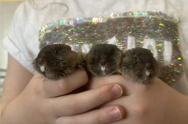 Пермякам предлагают завести в своих домах мини-бобриков