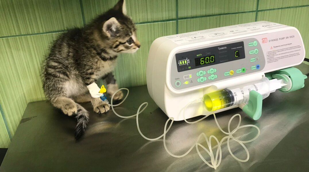 Пермяки отсудили у ветклиники 25 тысяч рублей за смерть кота