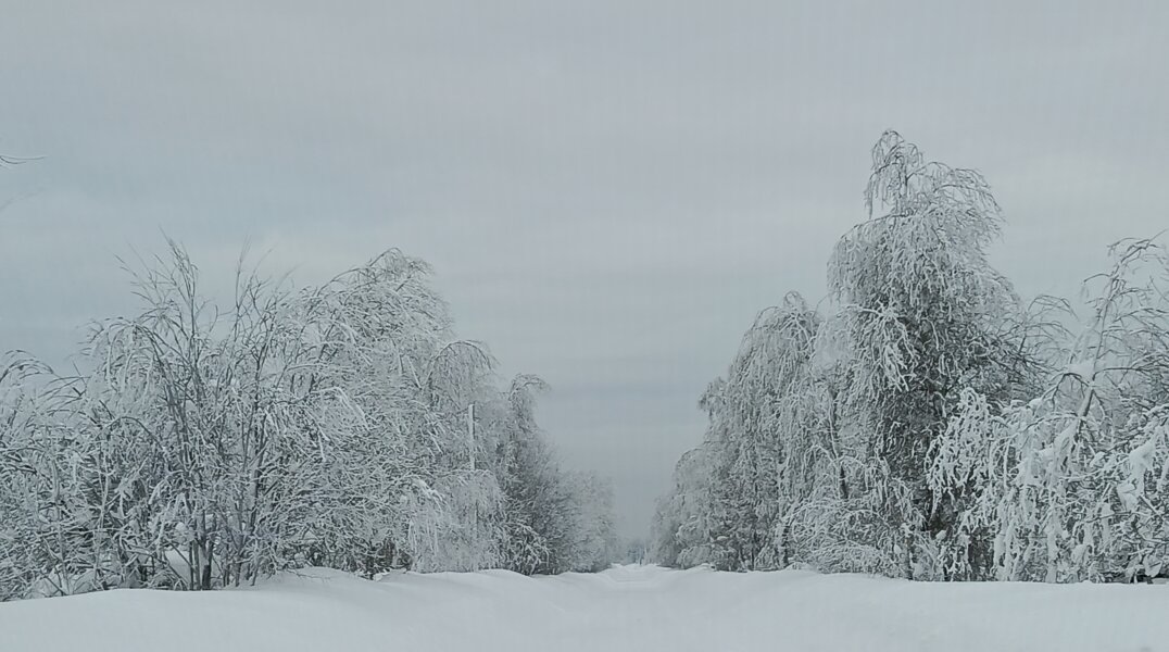 В Прикамье директор электросетевого предприятия погиб из-за упавшего на него подпиленного дерева