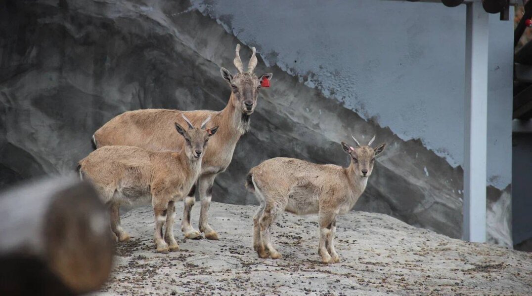 В новый пермский зоопарк переехала еще одна часть коллекции животных
