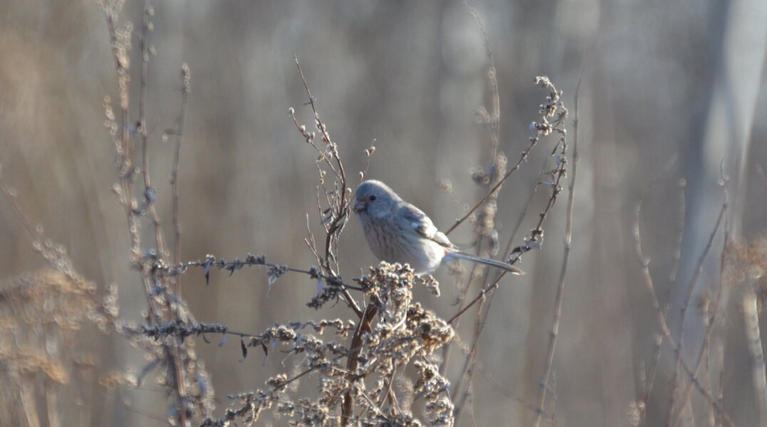 В Перми новые визит-центры в долинах малых рек сделают безопасными для птиц