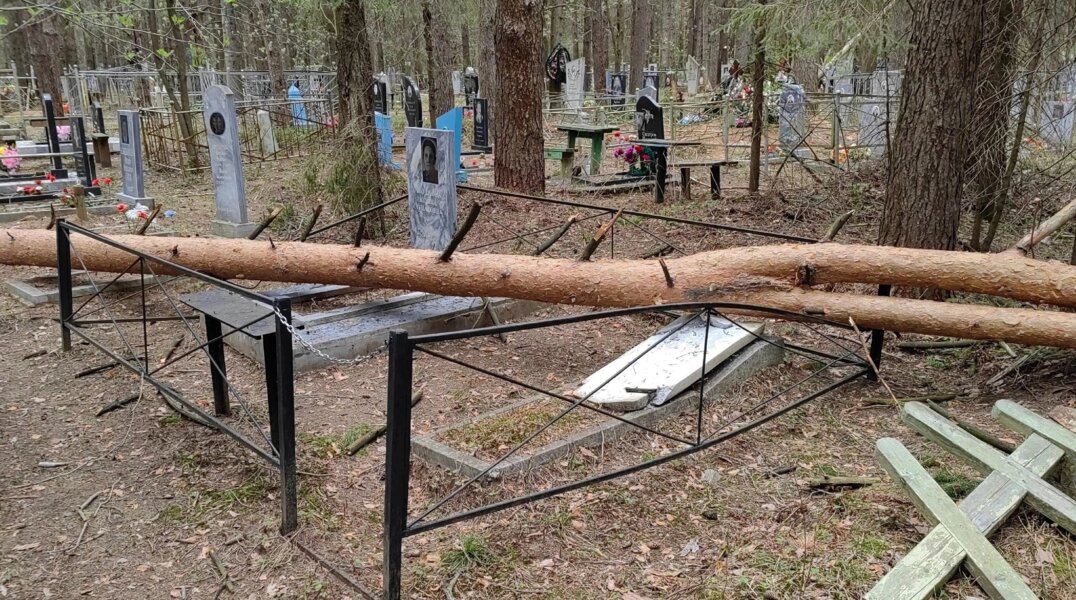 В Березниках сильный ветер уронил дерево на могилы