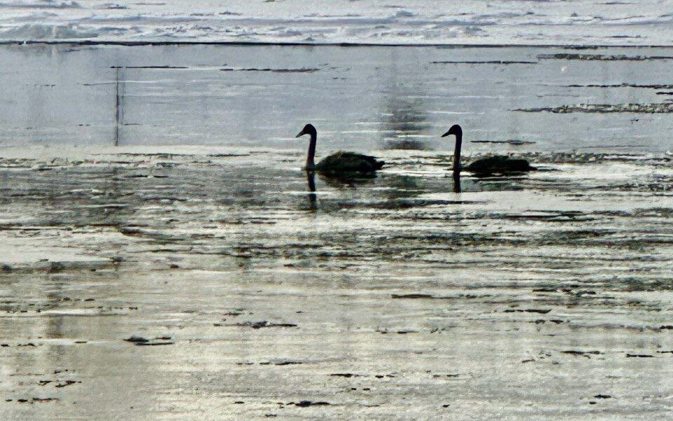 На севере Прикамья лебеди, за которых переживал весь поселок, покинули полынью и улетели