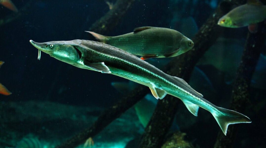 Экологи выпустили в Каму более 70 тысяч мальков стерляди