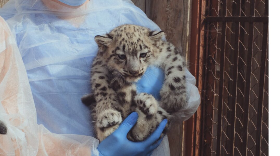 Котенку снежного барса из Пермского зоопарка дали имя