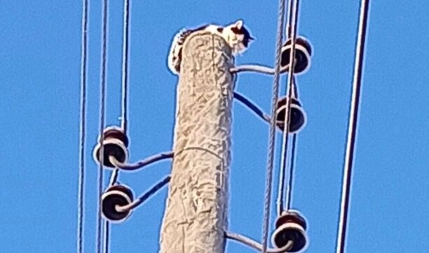 В Перми сняли со столба кота, который сидел на нем два дня