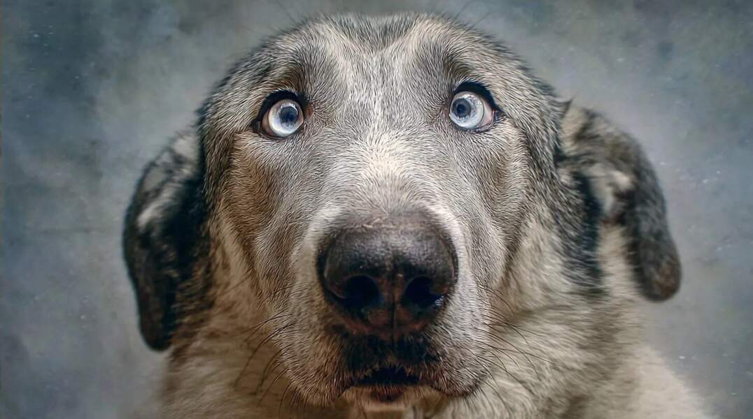 собака