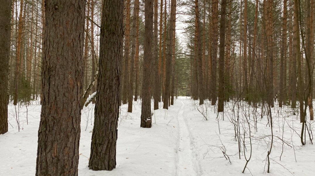 Жительницу Прикамья оштрафовали на 114 тысяч рублей за нецелевую вырубку леса