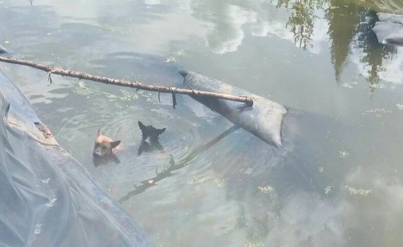 В Перми спасатели помогли собакам выбраться из ямы с водой