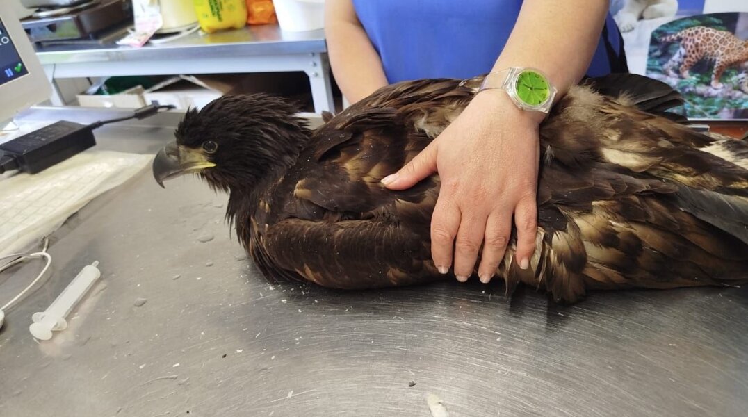 Истощен и обезвожен. В Прикамье спасли птенца краснокнижного орлана-белохвоста