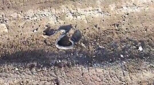 В Прикамье уже проснулись змеи