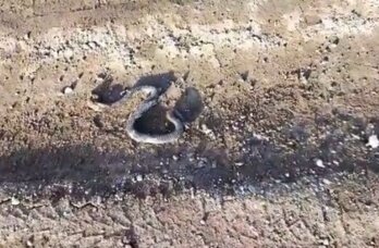 В Прикамье уже проснулись змеи