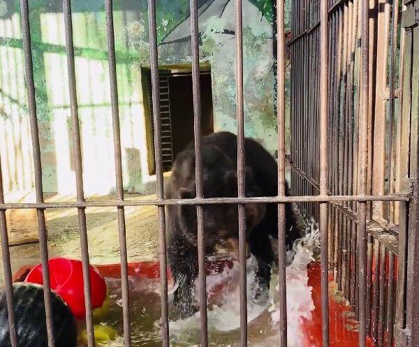 В пермском зоопарке показали купание бурого медведя