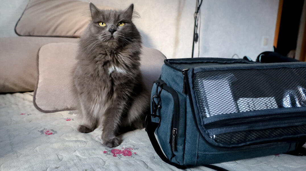 В Перми спрос на отели для животных за год вырос более, чем в два раза