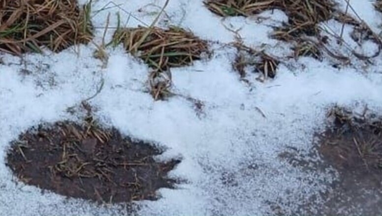 В черте города в Прикамье обнаружили свежие следы медведя