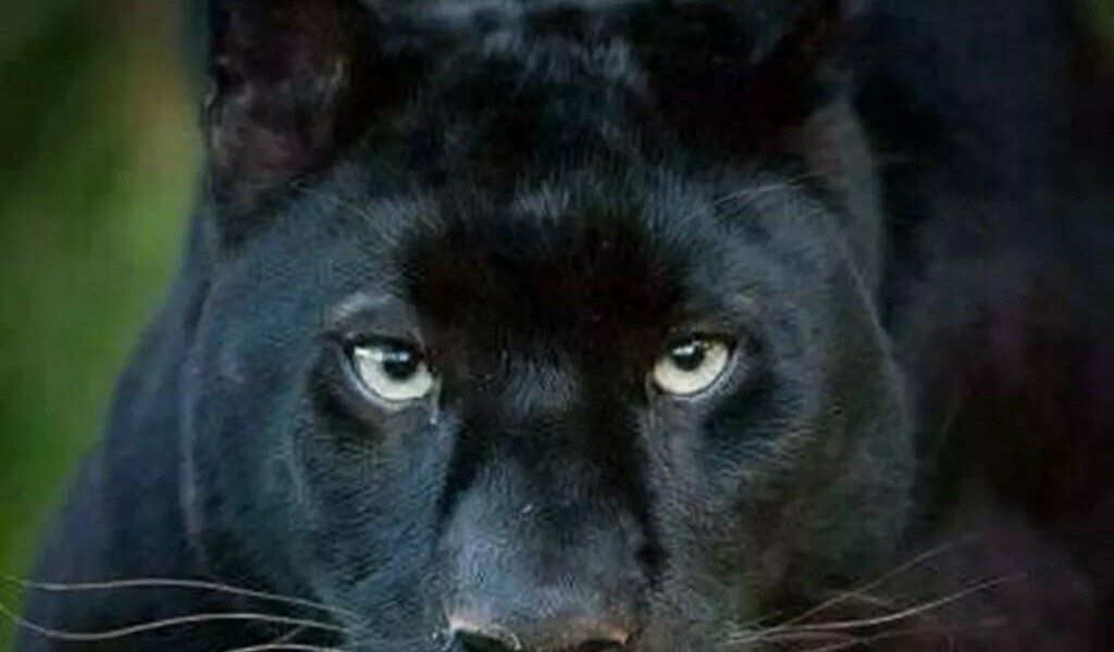 Под Пермью ищут сбежавшую черную вольерную пуму