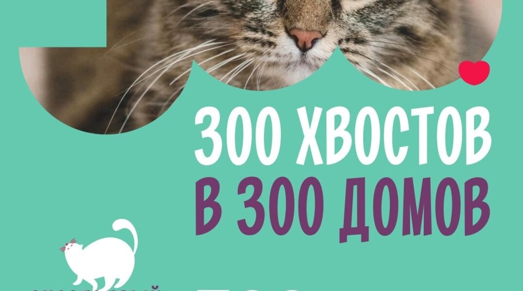 Пермские приюты хотят найти дом для 300 животных до конца юбилейного года