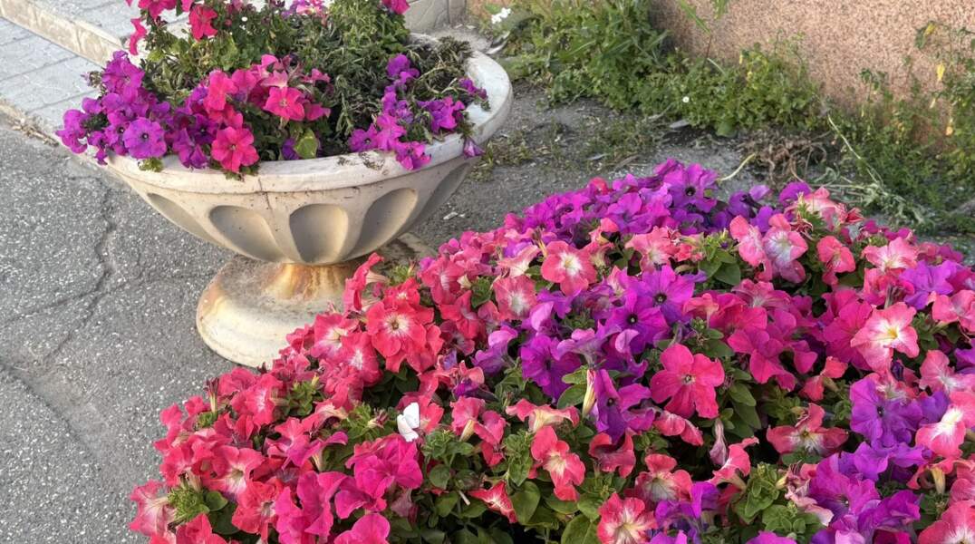 В Перми высадят около миллиона цветов к Дню города