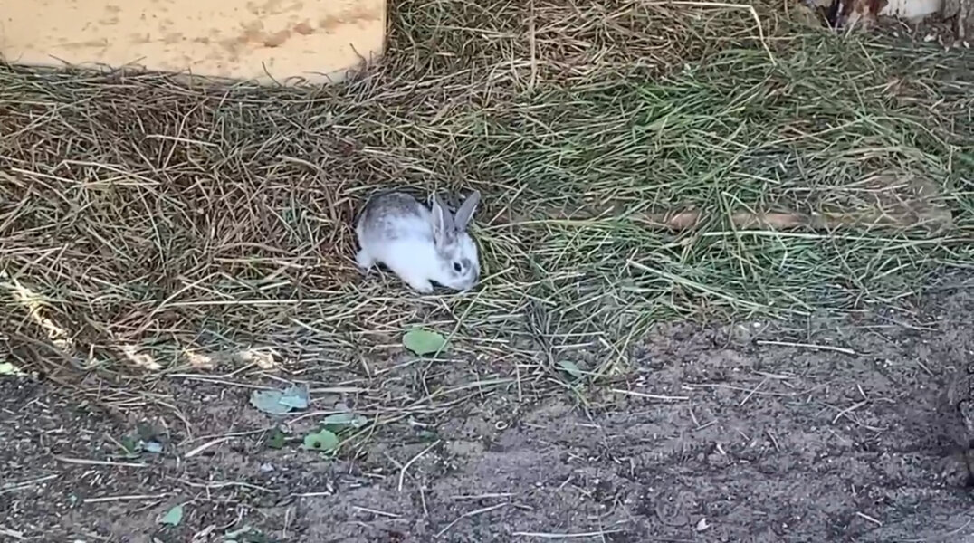 В пермском зоопарке кролик-гигант Лев Валентинович впервые стал папой