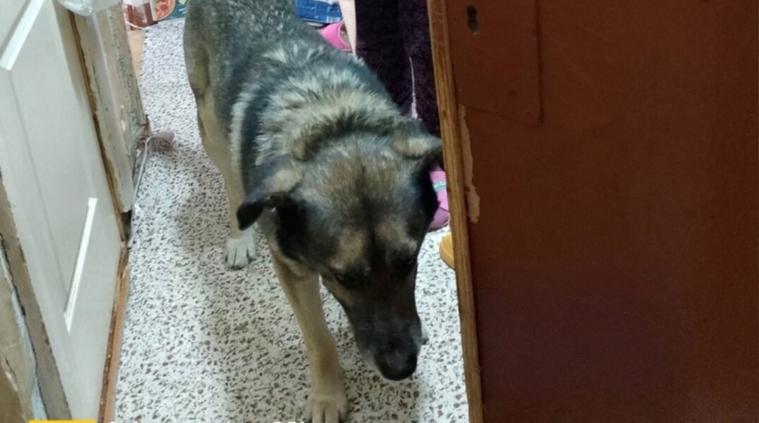 В Прикамье неизвестные изнасиловали собаку