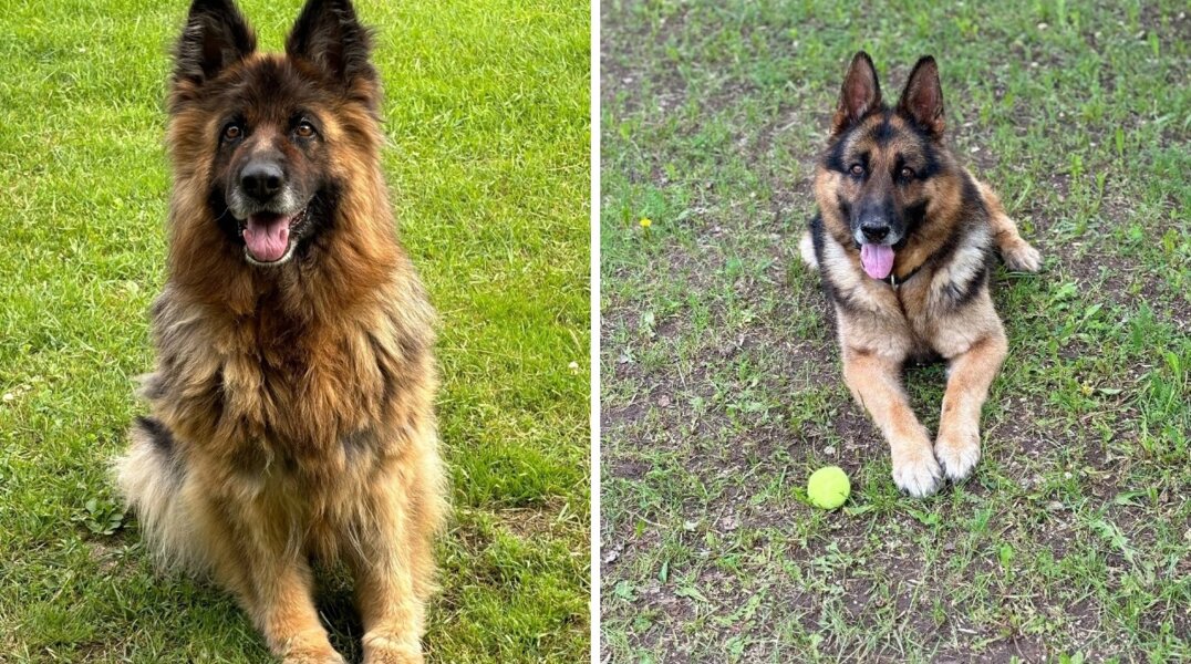 В Прикамье сотрудники СИЗО ищут хозяев для двух служебных собак