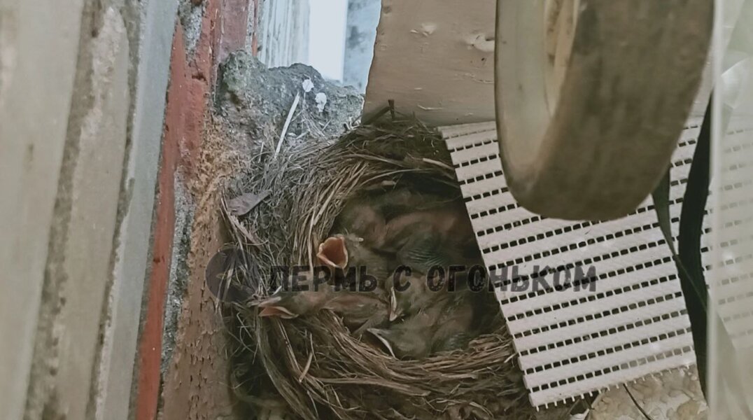 В пермской многоэтажке поселилось семейство дрозда