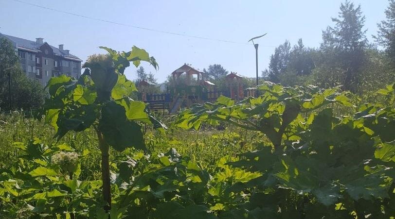 В этом году в Прикамье продолжат использовать новый способ борьбы с борщевиком