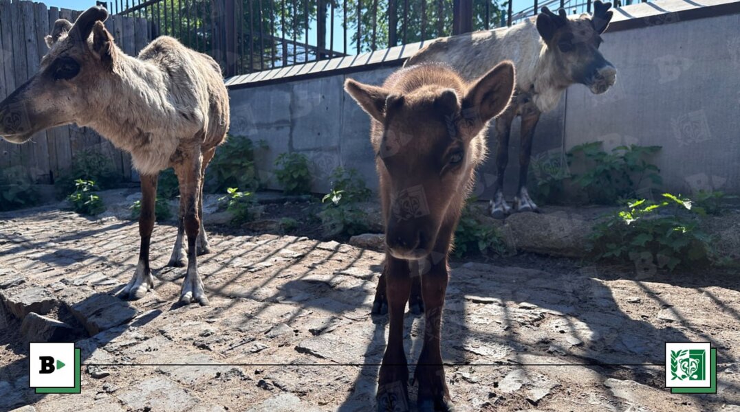 В пермском зоопарке родились два северных олененка