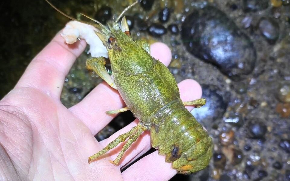 Пермяк выловил рака из Камы