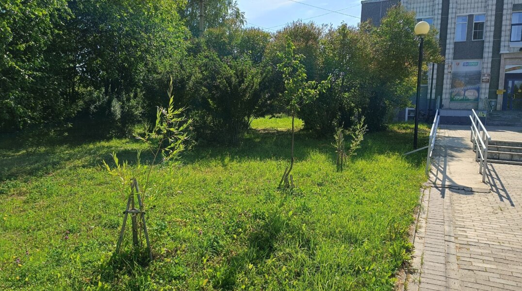 Пермские ивы прижились в Сыктывкаре