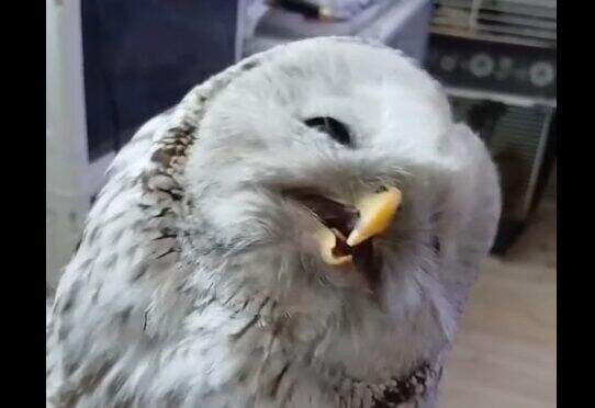 В Перми длиннохвостая неясыть получила серьезную травму, влетев в окно торгового центра