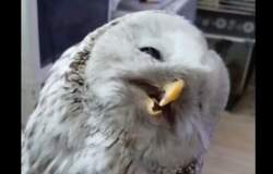 В Перми длиннохвостая неясыть получила серьезную травму, влетев в окно торгового центра