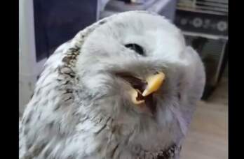 В Перми длиннохвостая неясыть получила серьезную травму, влетев в окно торгового центра