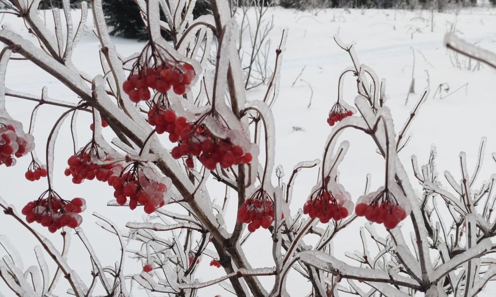 В Пермский край в выходные придет потепление