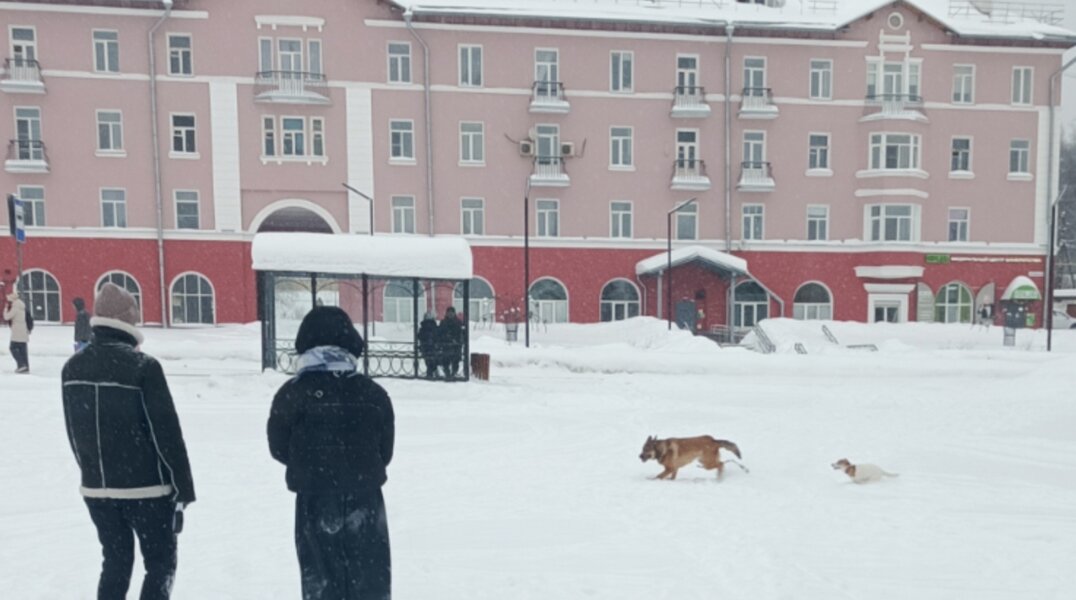 Власти Чусового призвали жителей не выгуливать собак у здания мэрии
