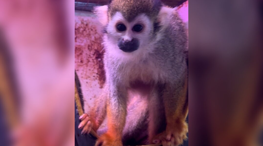 В Прикамье обещают 15 тысяч рублей за пропавшую обезьяну