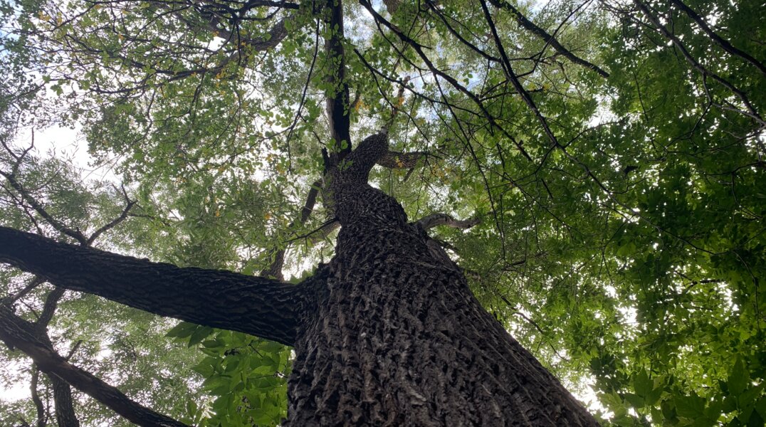 Особо ценные деревья Перми возьмут под защиту