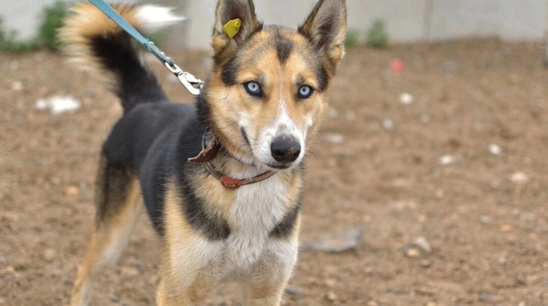 Пермяки в 2023 году забрали 1300 животных из приюта