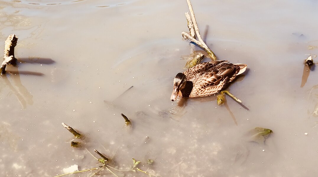 В Перми пытаются спасти семью уток, живущую на стройке